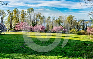 Spring Trees On Slope 2