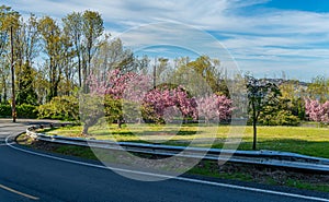 Spring Trees On Slope 3