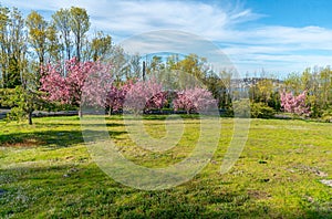 Spring Trees On Slope 5