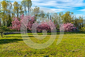 Spring Trees On Slope 6