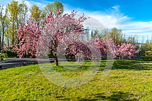 Spring Trees On Slope 8