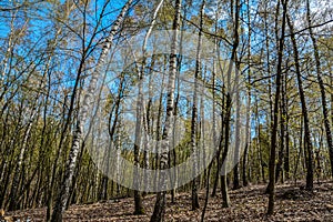 Spring birch forest with fresh greens