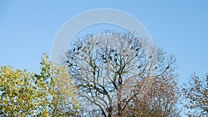 Spring treescape with birds