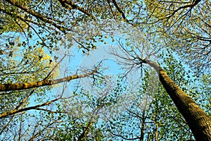 spring treetops with young green leaves and clear cloudless blue sky. new spring life