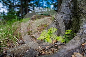 Spring trekking Beskidy do Magurka