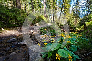 Spring trekking Beskidy Rysianka Romanka