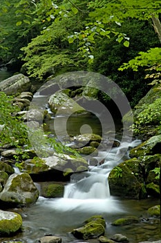 Spring in Tremont at Great Smoky Mountains National Park, TN USA