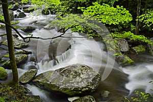 Spring in Tremont at Great Smoky Mountains National Park, TN USA