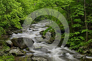 Spring in Tremont at Great Smoky Mountains National Park, TN USA