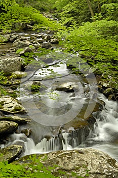 Spring in Tremont at Great Smoky Mountains National Park, TN USA