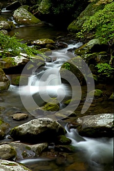 Spring in Tremont at Great Smoky Mountains National Park, TN USA photo