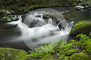 Spring in Tremont at Great Smoky Mountains National Park, TN USA photo