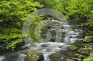 Spring in Tremont at Great Smoky Mountains National Park, TN USA photo