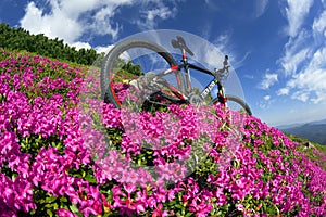 Spring trip in the Carpathians among alpine flowers with a steep mountain bike Ukraine and a bright tent for high-altitude