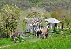 Spring troubles. A woman and a cow. A village house in the mountains