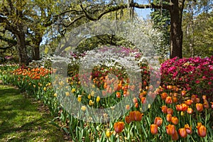 Spring tulip bed in Southern Garden