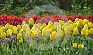 Spring tulip bulb field in garden at Lisse Holland Netherlands