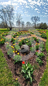 Spring Tulip Bulb Flower Garden - Beckman Mill County Park, Beloit, WI
