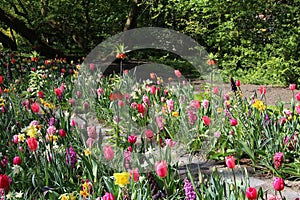 Spring Tulip Display At The Keukenhof Gardens