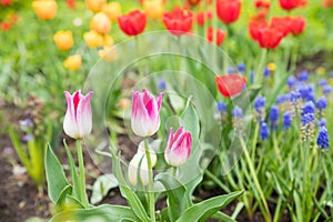 Spring tulip field background. flower garden. Nature plant in may sunny park, fresh green buds close up, bulb grow. day