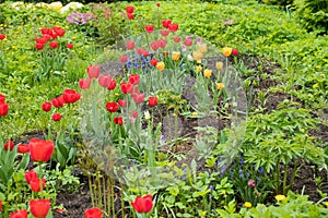 Spring tulip field background. flower garden. Nature plant in may sunny park, fresh green buds close up, bulb grow. day