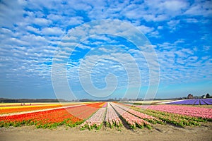 Spring tulip field. Bright colorful spring flowers tulips