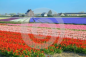 Spring tulip field. Bright colorful spring flowers tulips