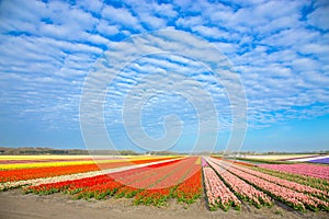 Spring tulip field. Bright colorful spring flowers tulips