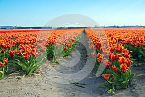 Spring tulip field. Bright colorful spring flowers tulips