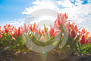 Spring tulip field. Bright colorful spring flowers tulips