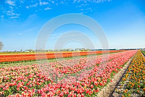 Spring tulip field. Bright colorful spring flowers tulips