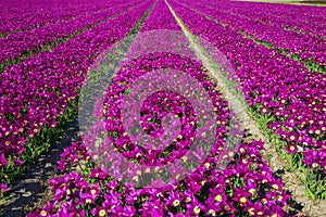 Spring tulip field. Bright colorful spring flowers tulips