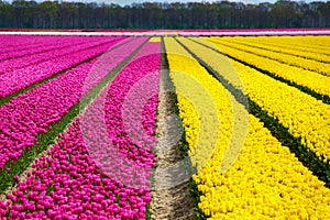 Spring tulip fields in Holland, colorful flowers of springtime, Netherlands photo