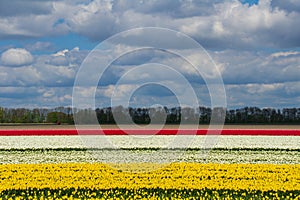 Spring tulip fields in Holland, flowers in Netherlands