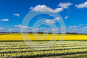 Spring tulip fields in Holland, flowers in Netherlands