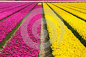 Spring tulip fields in Holland, flowers in Netherlands photo