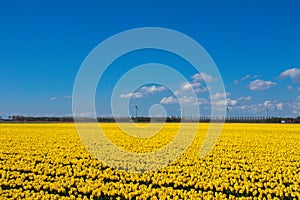 Spring tulip fields in Holland, flowers in Netherlands