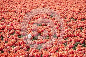 Spring tulip fields in Holland, Netherlands