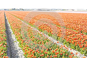 Spring tulip fields in Holland, Netherlands