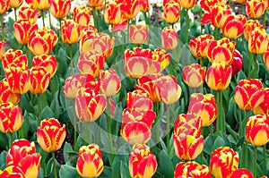Spring Tulip Flower Arrangement