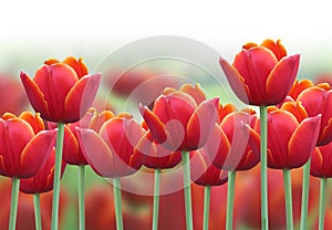 Spring Tulip Flower Background