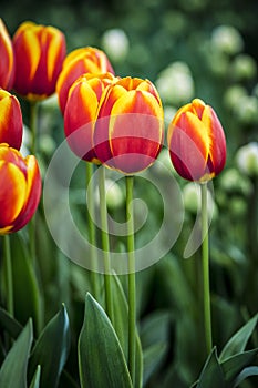 Spring tulip flower photo