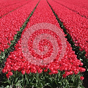 Spring tulip flower field red tulips flowers blooming