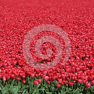 Spring tulip flower field red tulips flowers in Netherlands