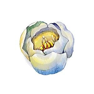 Spring tulip flower. Hand drawn watercolor illustration close up isolated on white background. Design for cards, covers,