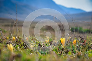 Spring tulip flower at the Lagonaki plateau