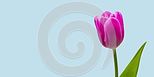 Spring tulip flower on pastel blue background top view