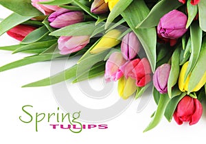 Primavera tulipán flores 