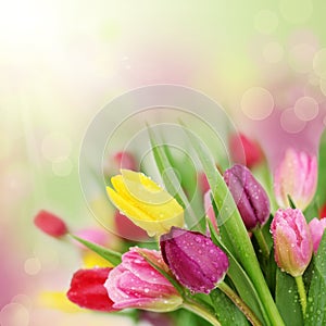 Primavera tulipán flores 