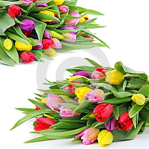 Spring tulip flowers